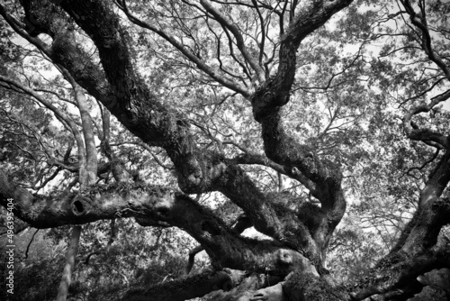 Black and white detailed image of historic Angel Oak tree