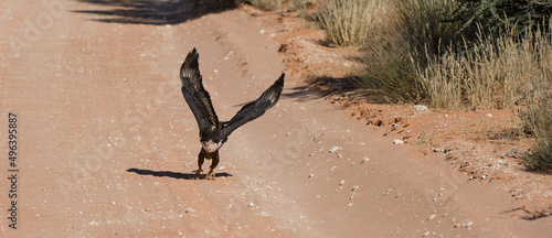 Jackal Buzzard ( Buteo rufofuscus) Kgalagadi Transfrontier Park, South Africa photo