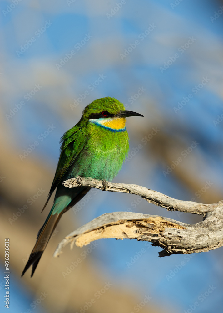 Obraz premium Swallow-tailed Bee-eater (Merops hirundineus) Kgalagadi Transfrontier Park, South Africa
