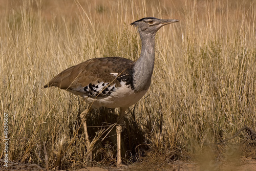  Kori Bustard