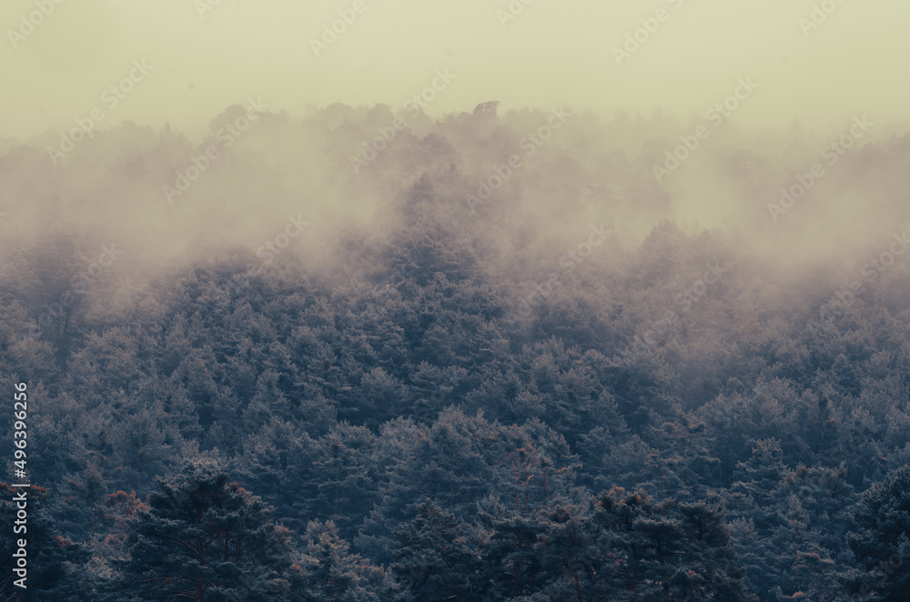 Niebla otoñal entre los pinos de la montaña