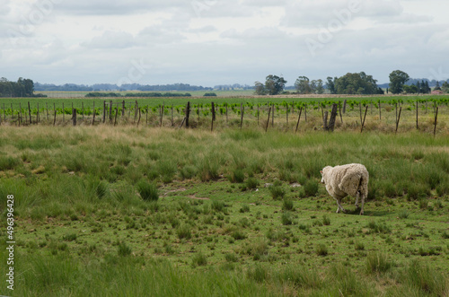 white wool sheep walking in the field with background wire