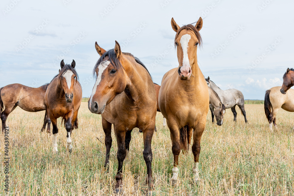 caballos criollos