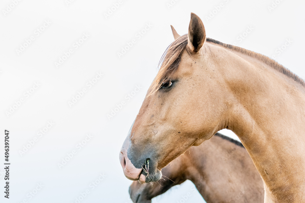 Obraz premium caballos criollos