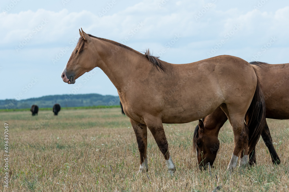caballos criollos caballos criollos