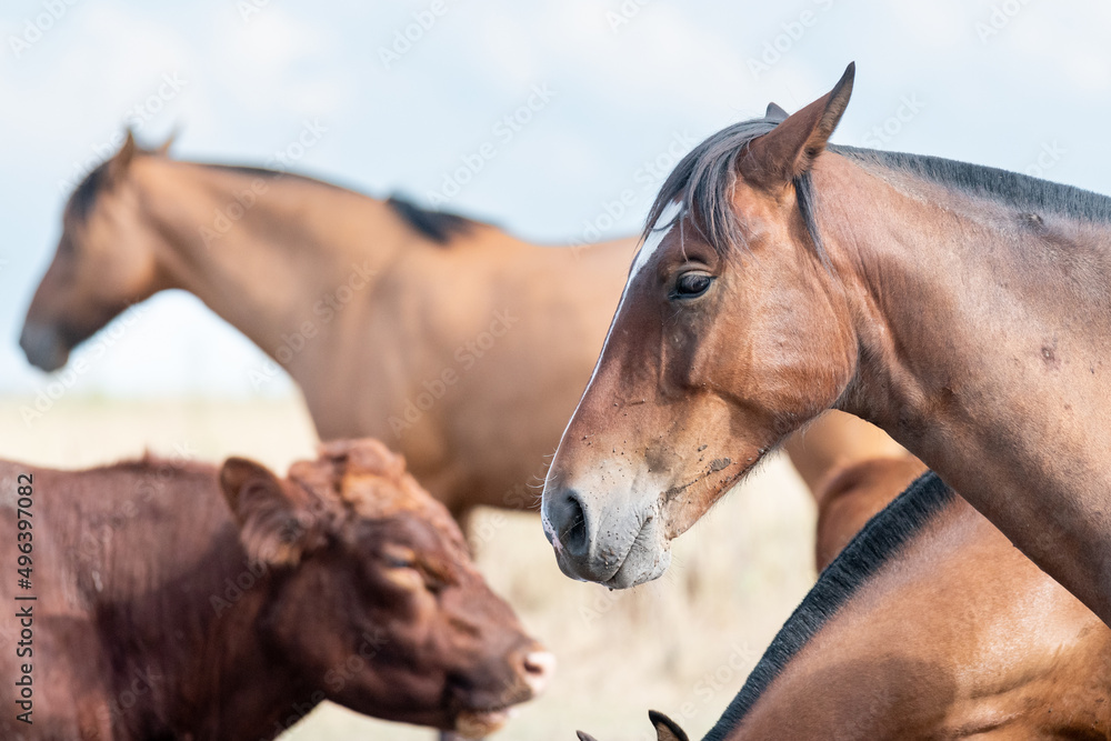 Obraz premium creole horses