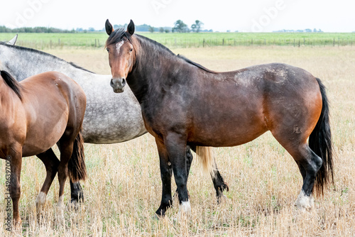 caballos criollos photo