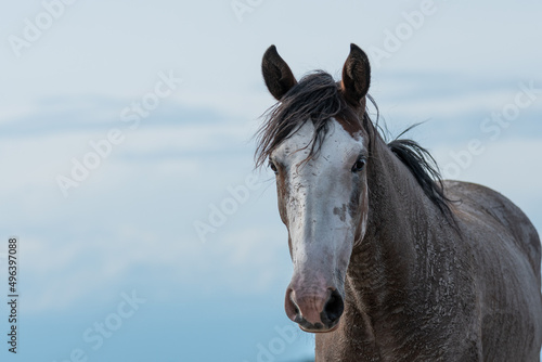 caballos criollos © kopelson