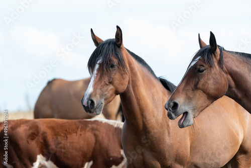 caballos criollos