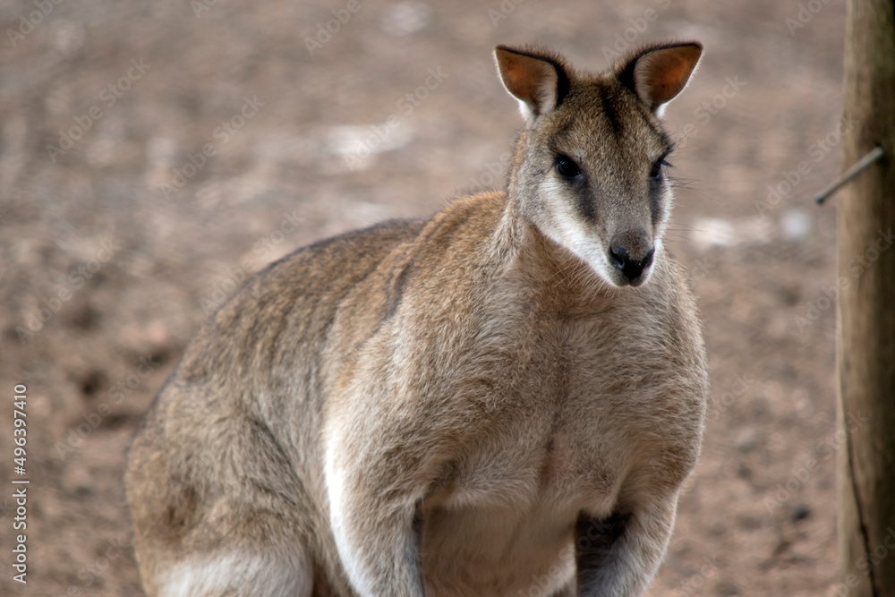 this is a close up of a large male agile wallaby