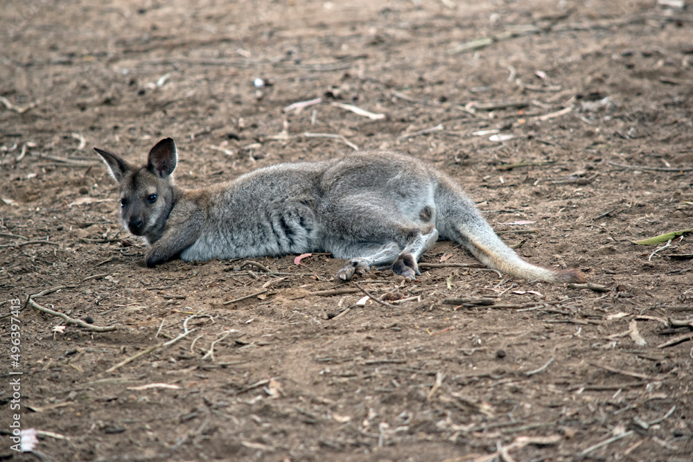 Naklejka premium the bennet's wallaby is resting on the ground