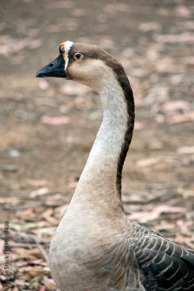 this is a close up of a Canadian goose this is a close up of a Canadian goose