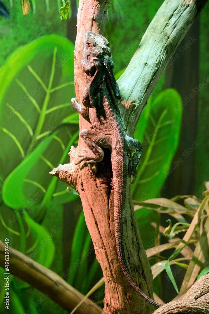 The frilled lizard prefers to run away rather than fight but is capable of inflicting painful bites, with its large canine teeth, on any predator. The frilled lizard prefers to run away rather than fight but is capable of inflicting painful bites, with its large canine teeth, on any predator.