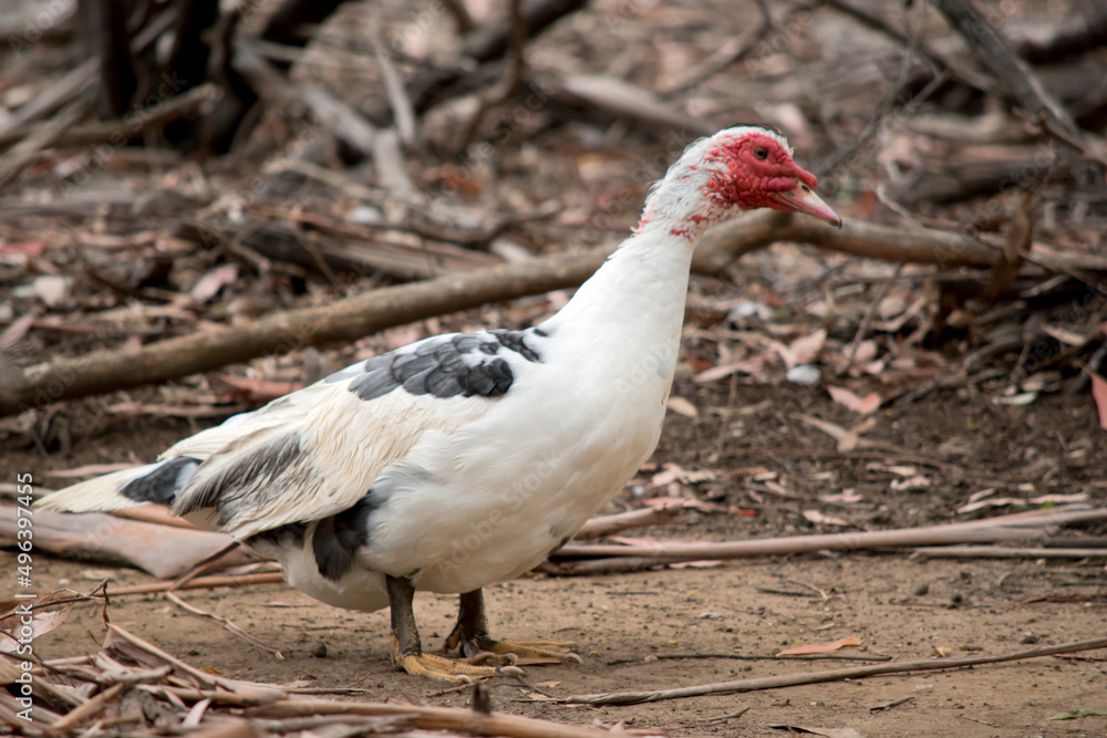 Naklejka premium this is a side view of a black and white Muscovy duck