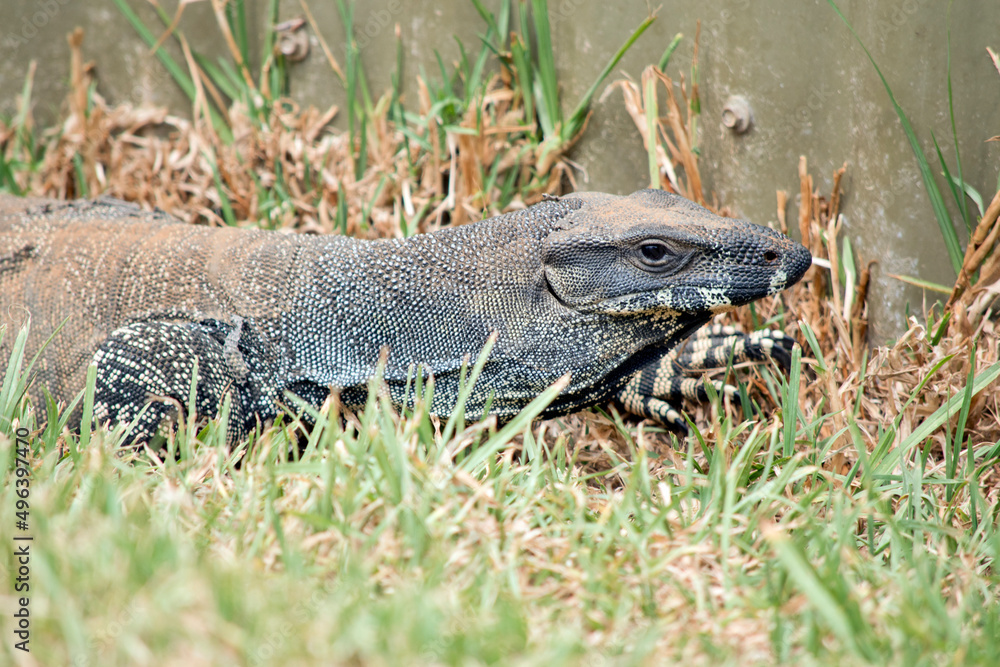 Fototapeta premium this is a side view of a lace lizard