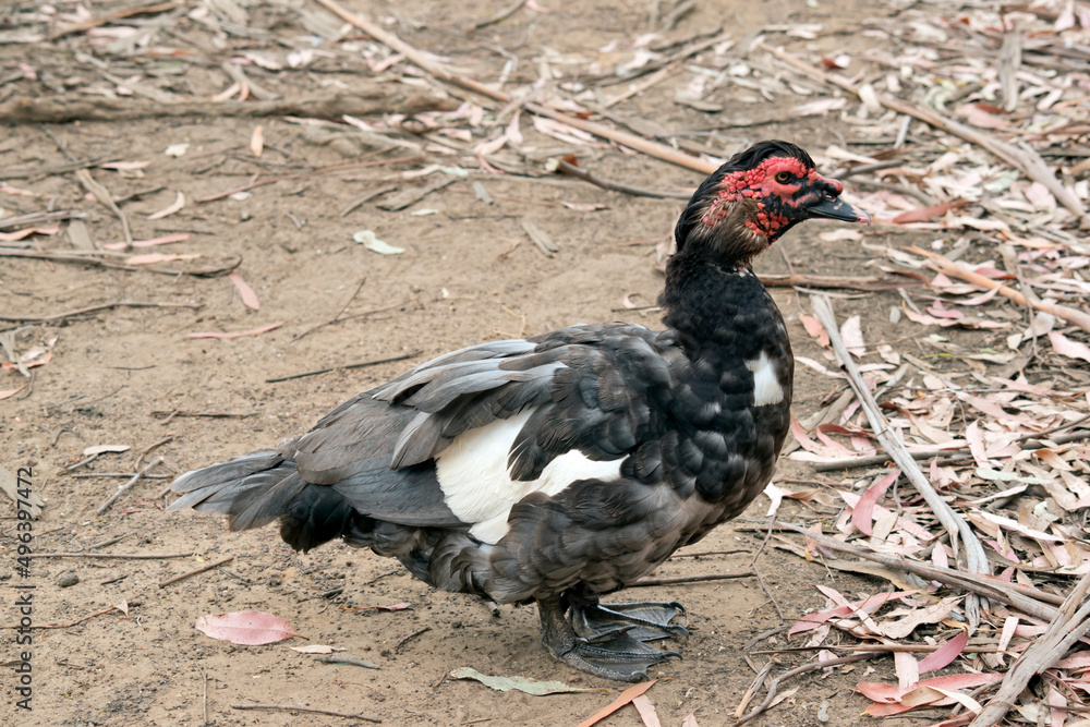Fototapeta premium this is a side view of a black and white Muscovy duck