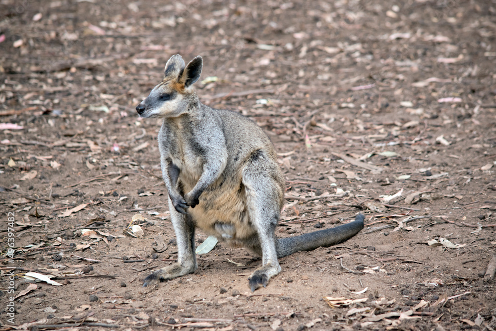 Naklejka premium this is a male swamp wallaby