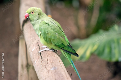 the green ring necked parrot is perched on a fence post