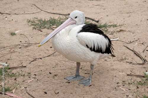 the pelican is a sea bird that is black and white
