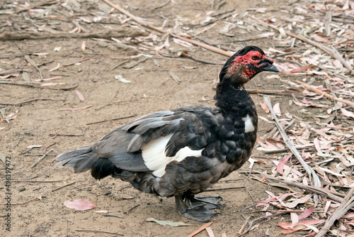 this is a side view of a black and white  Muscovy duck photo