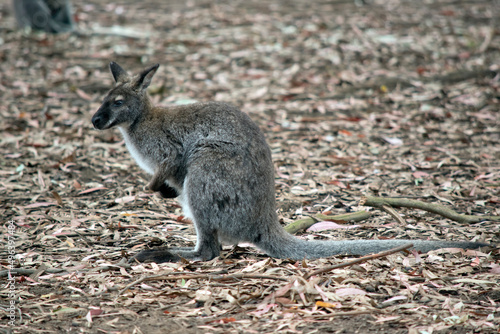 this is a side view of ared neck wallaby