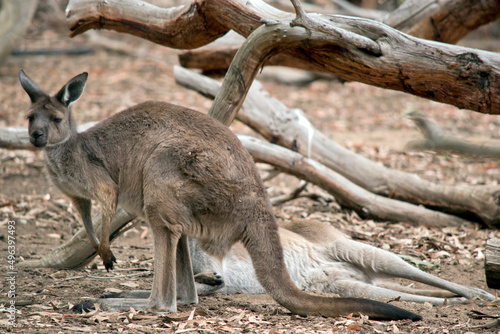 the western grey kangaroo is brown with black paws © susan flashman