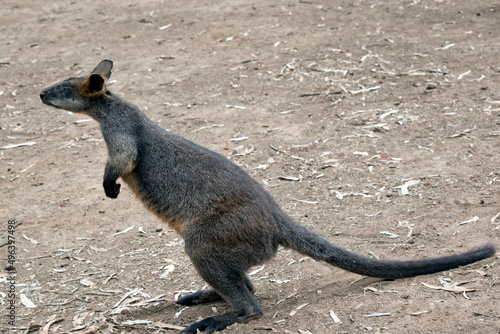 this is a side view of a swamp wallaby photo