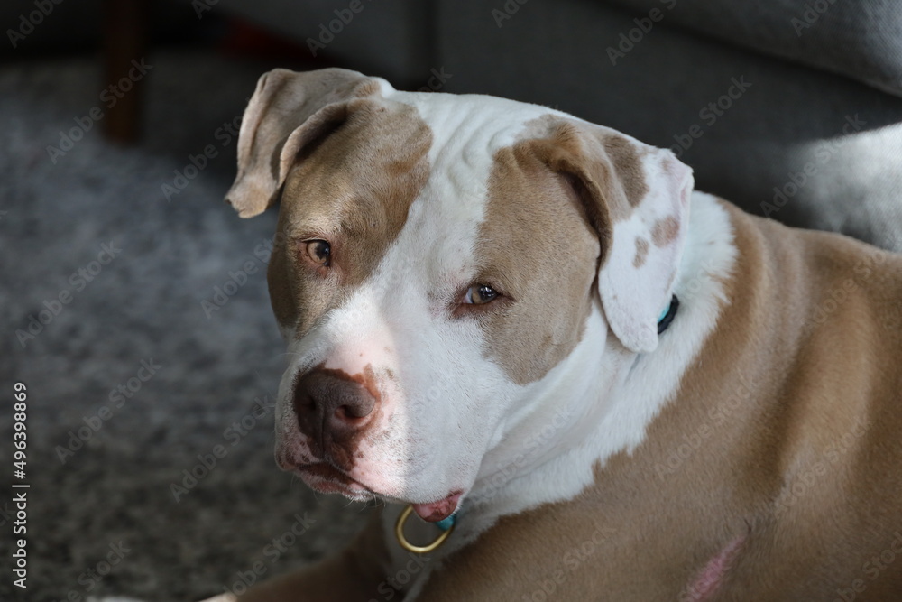 Portrait of an American Staffordshire Terrier