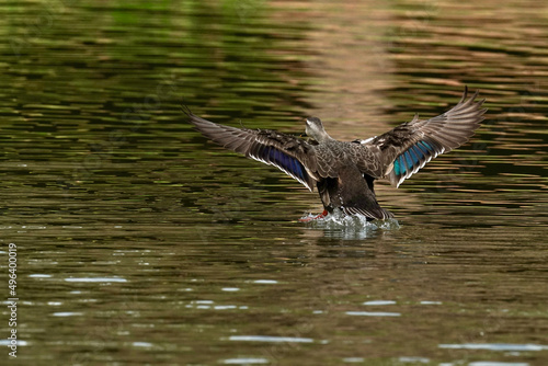 eurasian spot billed duck in the pond
