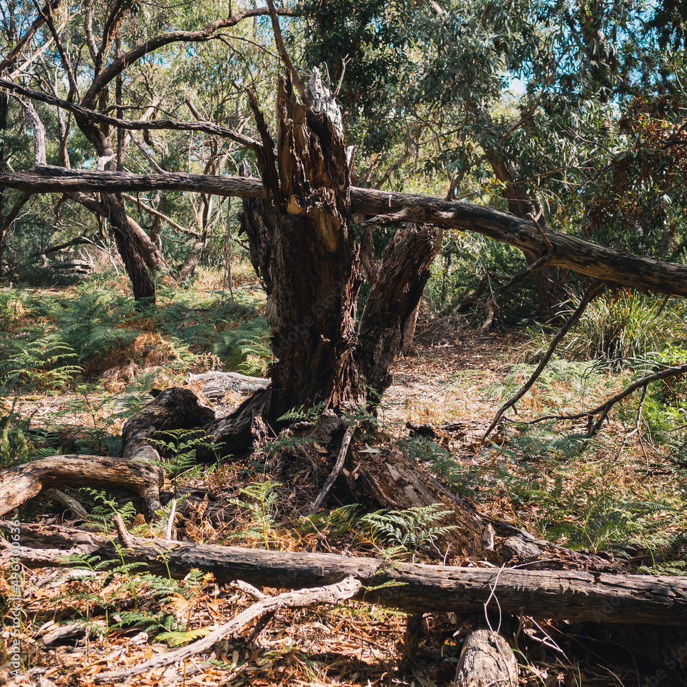 tree in the forest