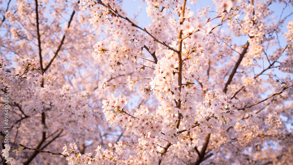 満開の桜と青空 満開の桜と青空