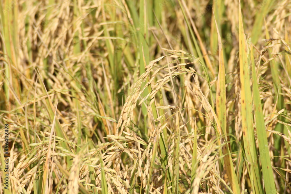 The golden rice fields are germinating and ready to be harvested. The golden rice fields are germinating and ready to be harvested.