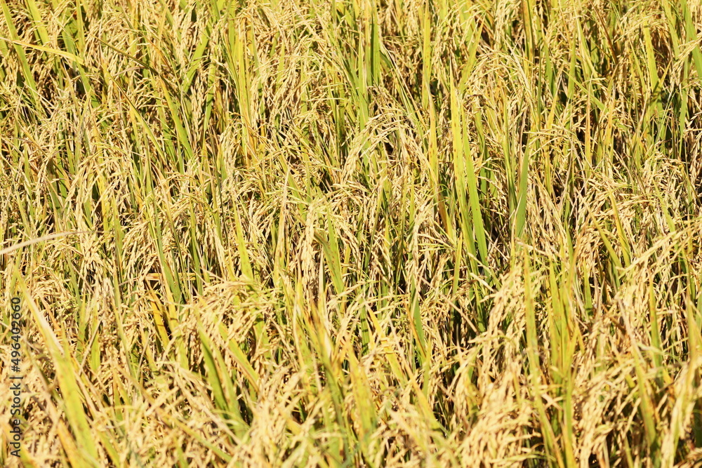 Fototapeta premium The golden rice fields are germinating and ready to be harvested.