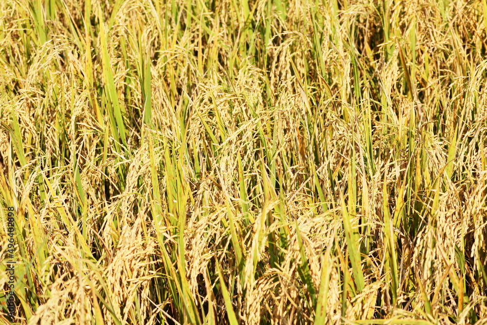 The golden rice fields are germinating and ready to be harvested. The golden rice fields are germinating and ready to be harvested.