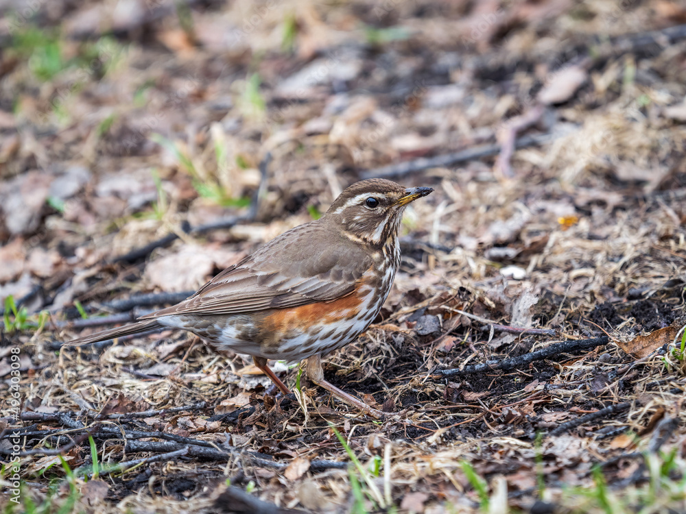 Wood bird Redwing, Turdus iliacus, on a sprng lawn. Wood bird Redwing, Turdus iliacus, on a sprng lawn.
