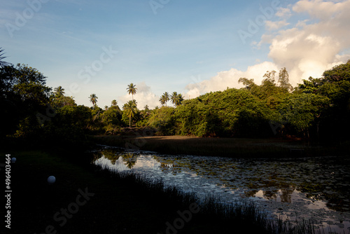 Lagoa, rio, mata, pela manhã com palmeiras.  photo