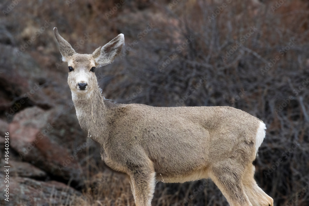 Mule Deer in the Canyon Mule Deer in the Canyon