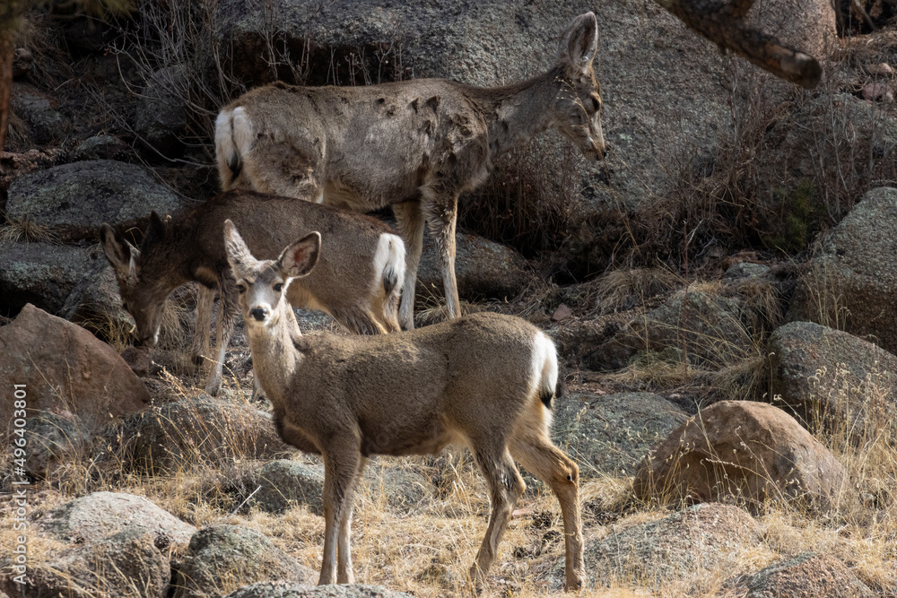 Mule Deer in the Canyon Mule Deer in the Canyon
