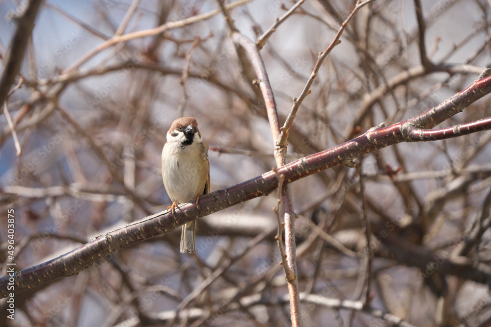 Fototapeta premium 枝に止まった雀