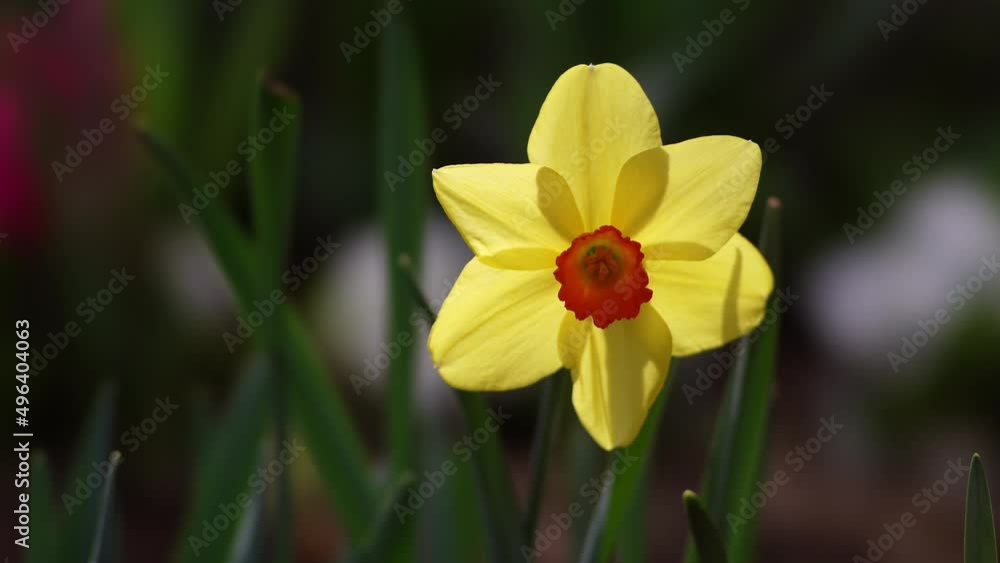 Tokyo, Japan - March 30, 2022: One trumpet daffodil in a garden
Tokyo, Japan - March 30, 2022: One trumpet daffodil in a garden
