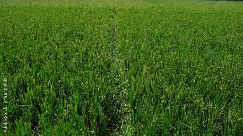Paddy field, rice farming in Thiruvananthapuram, Kerala