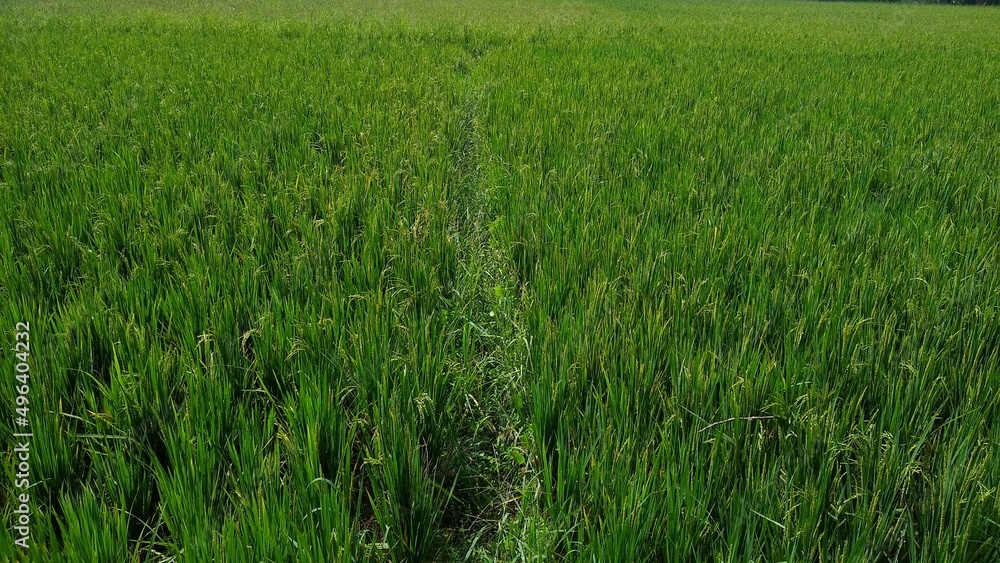 Paddy field, rice farming in Thiruvananthapuram, Kerala Paddy field, rice farming in Thiruvananthapuram, Kerala