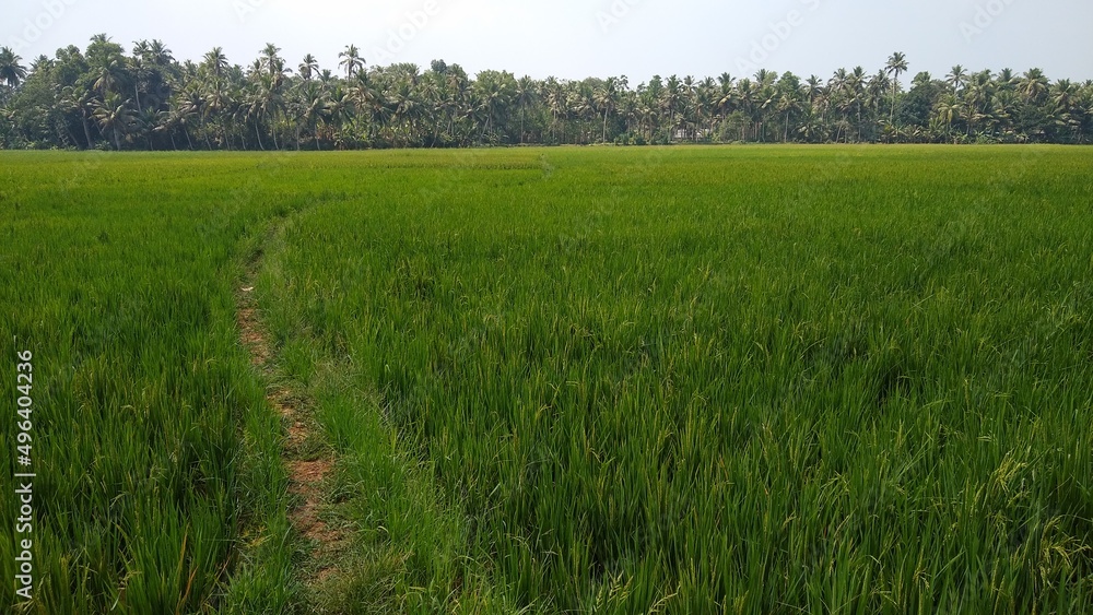 Obraz premium Paddy field, rice farming in Thiruvananthapuram, Kerala