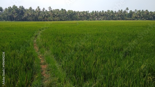Paddy field, rice farming in Thiruvananthapuram, Kerala