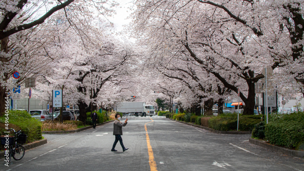 Sakura cherry blossom trees on the street in Japan Sakura cherry blossom trees on the street in Japan