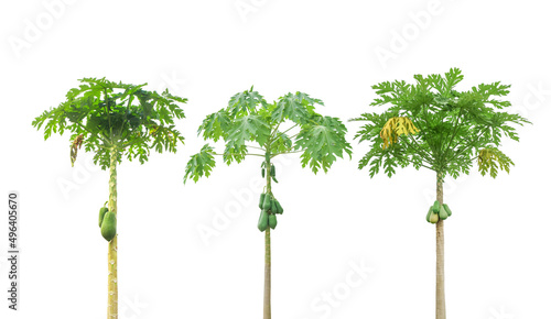  papaya tree isolated with clipping path photo