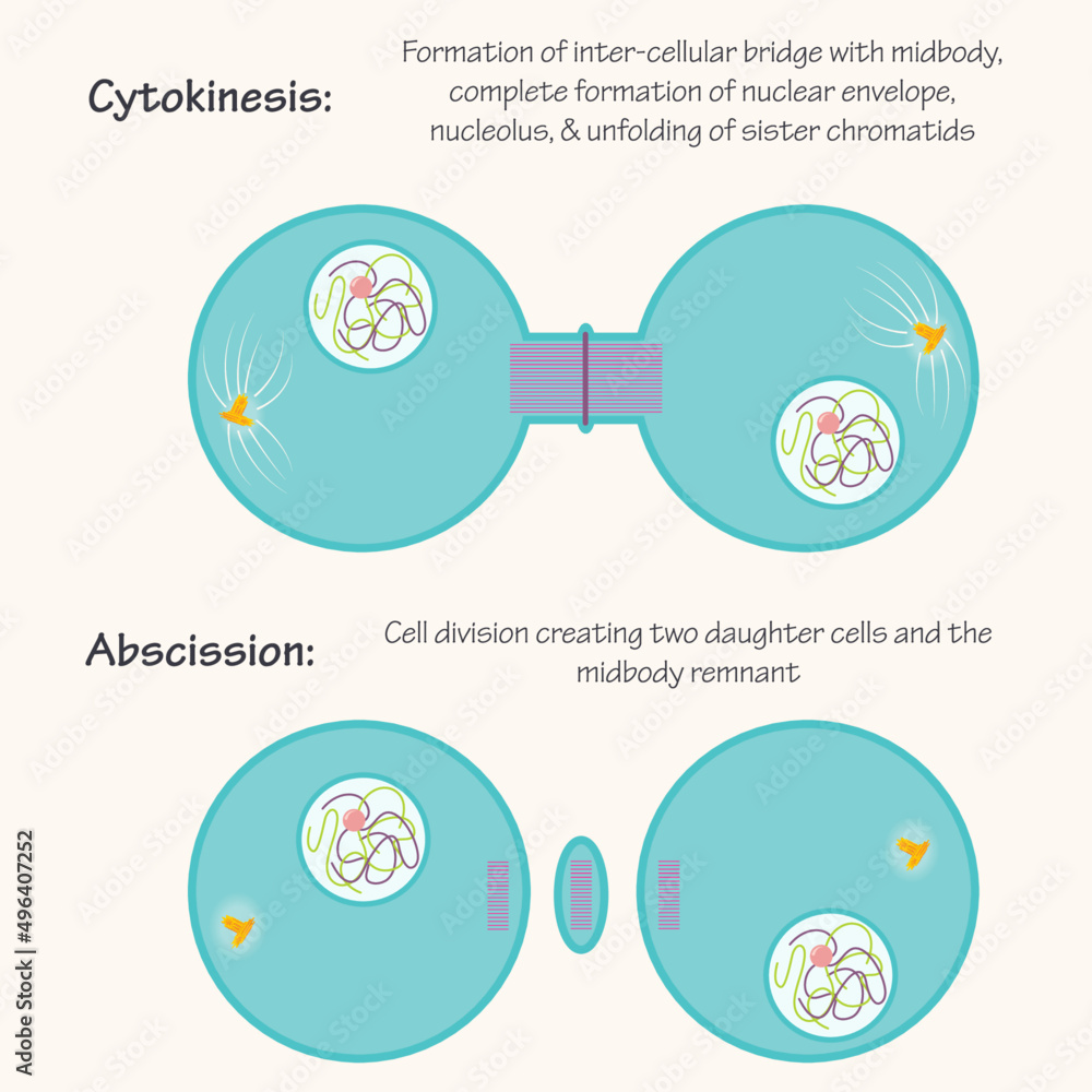 Cytokinesis and Abscission steps of mitosis Stock Vector Adobe Stock