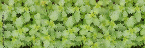 Macro Photo of a plant nettle Urtica urens. Nettle with fluffy green leaves banner. Background Plant nettle grows in the ground. Medicinal and edible herbal plant. Top view  copy space