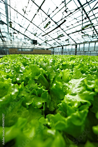 greenhouses
