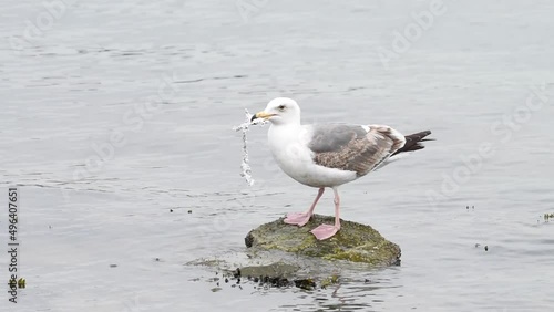 HD video of CA Gull trying to break and eat plastic trash. Some birds die quickly as as sharp plastics puncturing internal organs, but others may starve to death as they feel full from eating plastic. photo